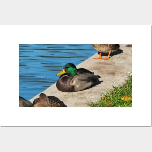 Male Mallard Duck Resting By The Pond Posters and Art